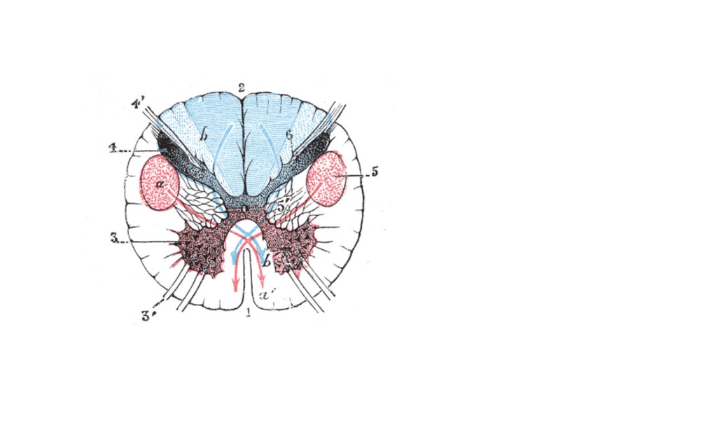 Kompliziertes, was eigentlich ganz einfach ist: Wie Schmerzen&nbsp;chronifizieren