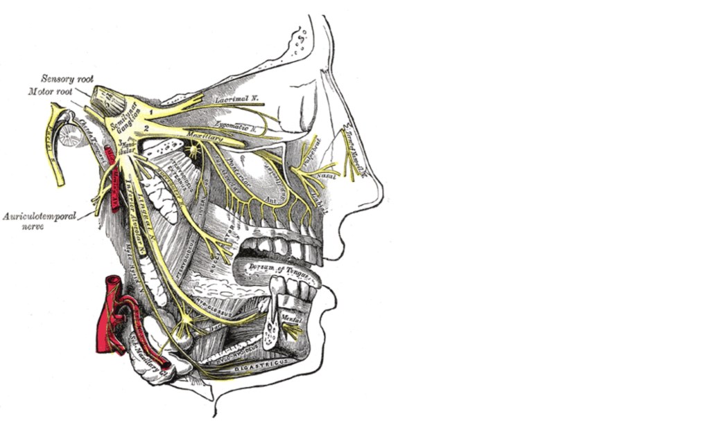 Tick, Trick und TAK: Trigemino-autonome Kopfschmerzen (feat. by a world of pain & Marky&nbsp;Mark)