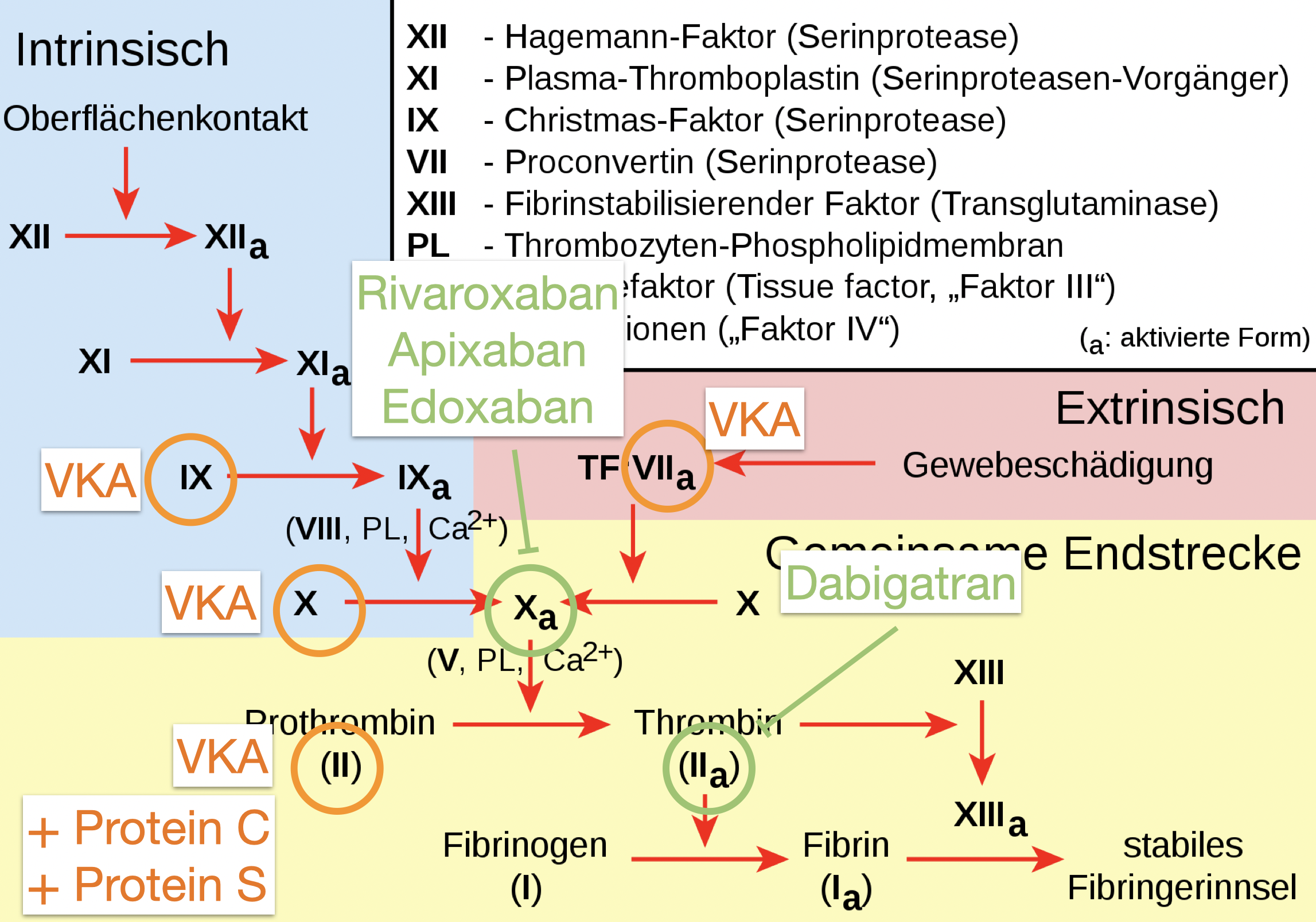 Wirkorte oraler Antikoagulanzien. Quelle Wikimeda, eigene Anmerkungen.